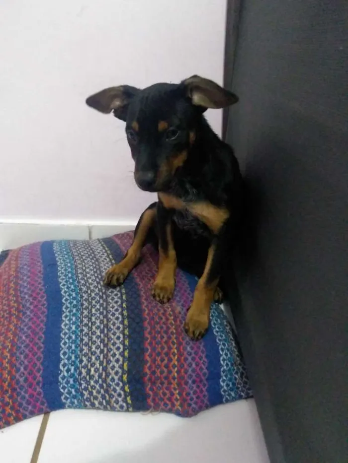 Cachorro ra a Srd idade 2 a 6 meses nome Lola