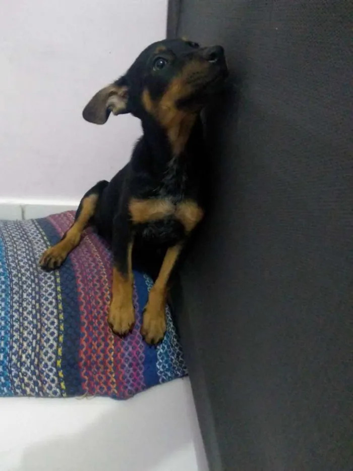 Cachorro ra a Srd idade 2 a 6 meses nome Lola