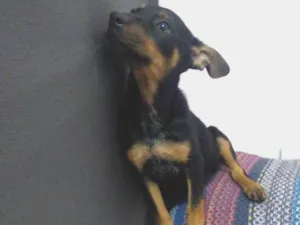 Cachorro raça Srd idade 2 a 6 meses nome Lola
