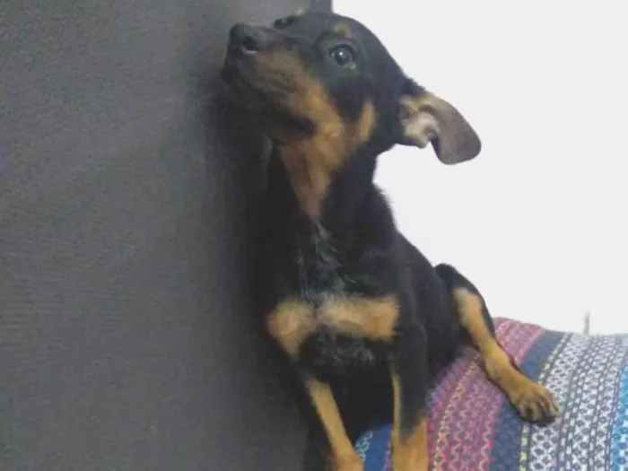 Cachorro ra a Srd idade 2 a 6 meses nome Lola