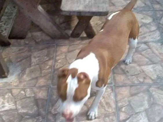 Cachorro ra a Pitbull idade 1 ano nome Clark