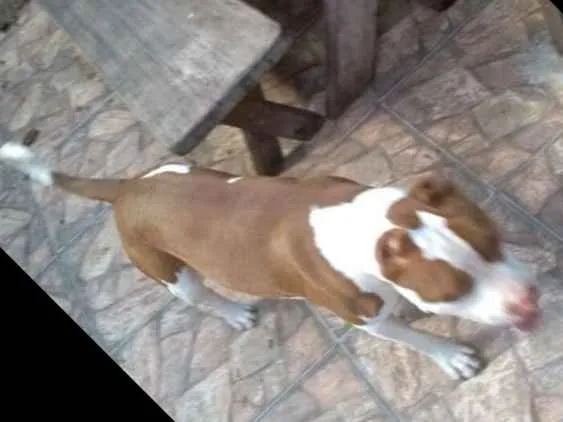 Cachorro ra a Pitbull idade 1 ano nome Clark