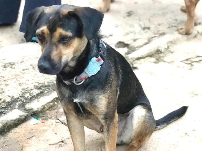 Cachorro ra a SRD idade  nome Neno