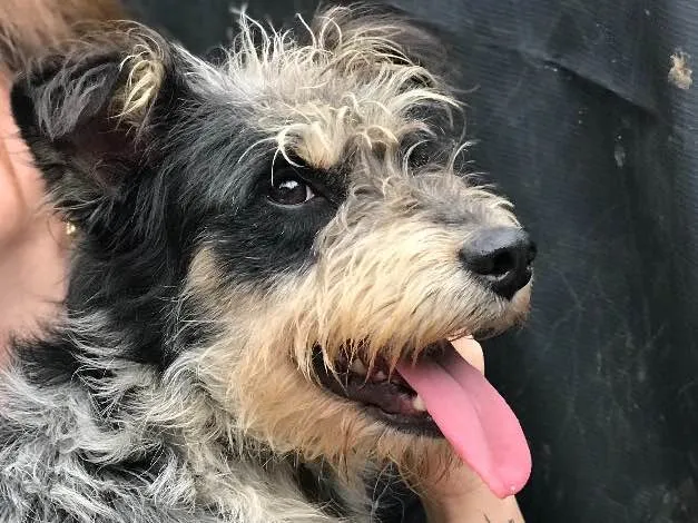 Cachorro ra a SRD idade  nome Bob