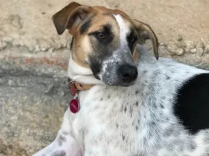 Cachorro raça SRD idade  nome Carol