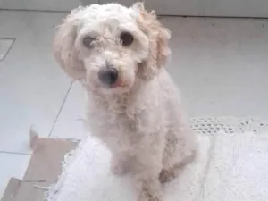 Cachorro raça Poodle idade 1 ano nome Sem identificação