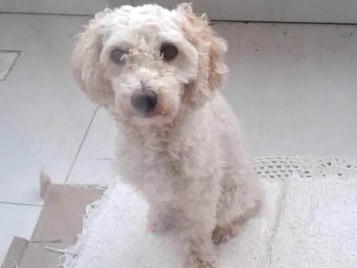 Cachorro ra a Poodle idade 1 ano nome Sem identificação