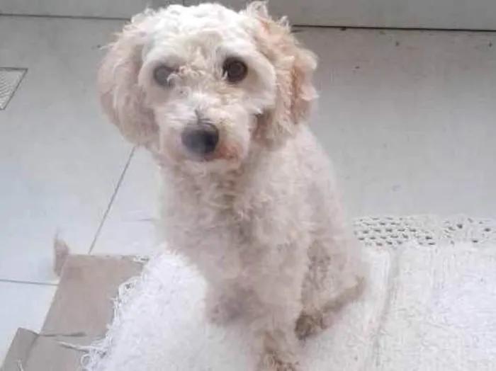 Cachorro ra a Poodle idade 1 ano nome Sem identificação