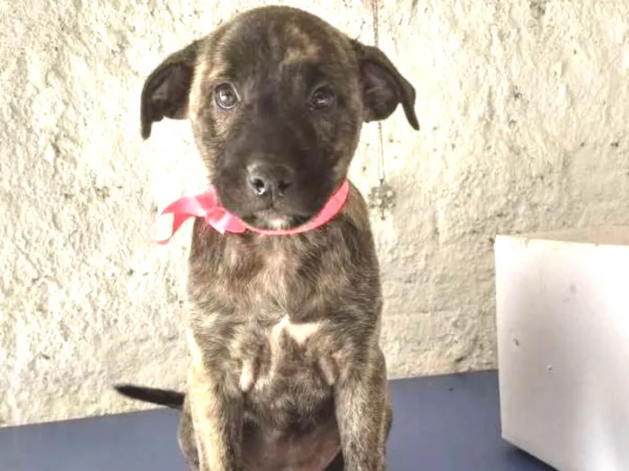 Cachorro ra a  idade 2 a 6 meses nome Sem nome