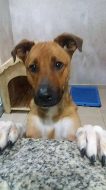 Cachorro ra a SRD idade 1 ano nome Marley