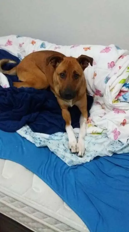 Cachorro ra a SRD idade 1 ano nome Marley