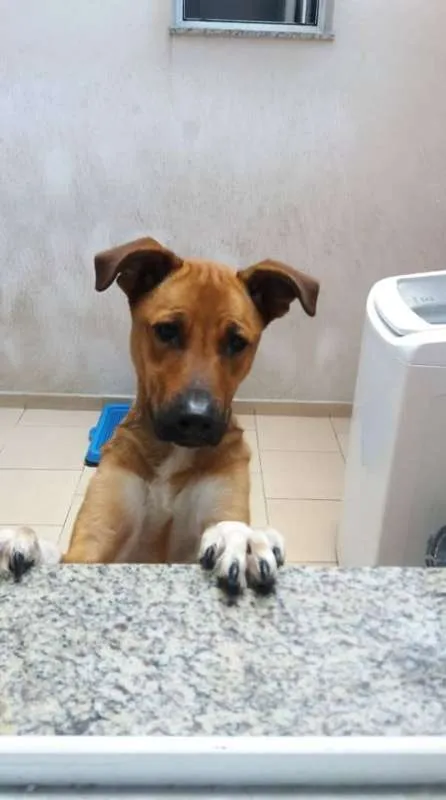 Cachorro ra a SRD idade 1 ano nome Marley