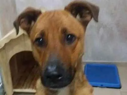 Cachorro ra a SRD idade 1 ano nome Marley