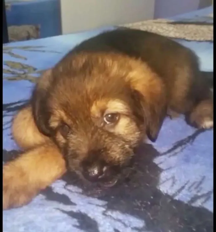 Cachorro ra a Srd idade Abaixo de 2 meses nome Cristal   Bb