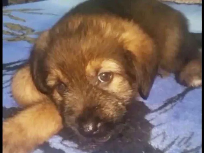 Cachorro ra a Srd idade Abaixo de 2 meses nome Cristal   Bb