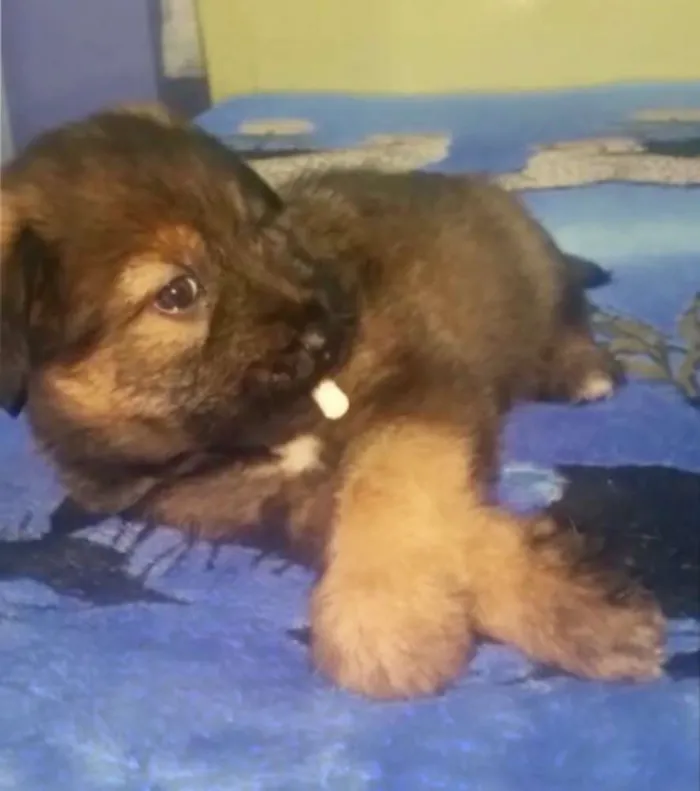 Cachorro ra a Srd idade Abaixo de 2 meses nome Cristal   Bb