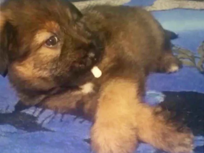 Cachorro ra a Srd idade Abaixo de 2 meses nome Cristal   Bb