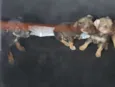 ND