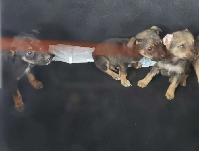 Cachorro ra a Não Definida idade 2 a 6 meses nome ND