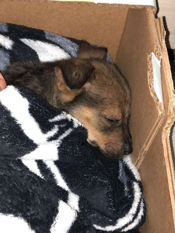 Cachorro ra a SRD idade Abaixo de 2 meses nome Filhotinhos