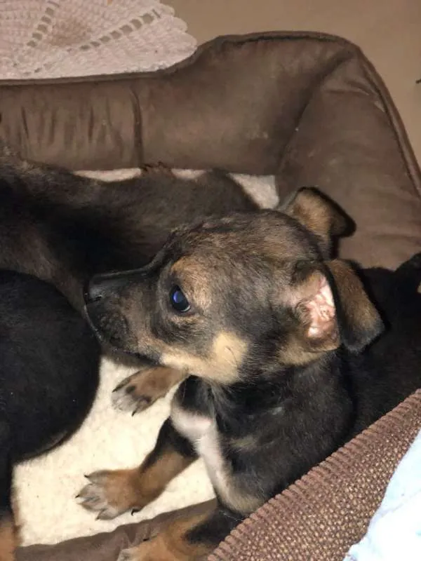 Cachorro ra a SRD idade Abaixo de 2 meses nome Filhotinhos