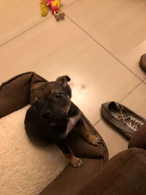 Cachorro ra a SRD idade Abaixo de 2 meses nome Filhotinhos