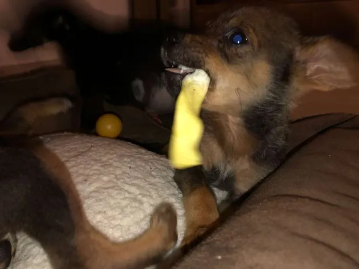 Cachorro ra a SRD idade Abaixo de 2 meses nome Filhotinhos