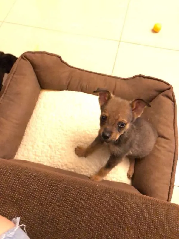 Cachorro ra a SRD idade Abaixo de 2 meses nome Filhotinhos