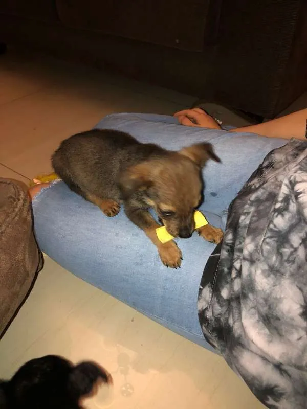 Cachorro ra a SRD idade Abaixo de 2 meses nome Filhotinhos