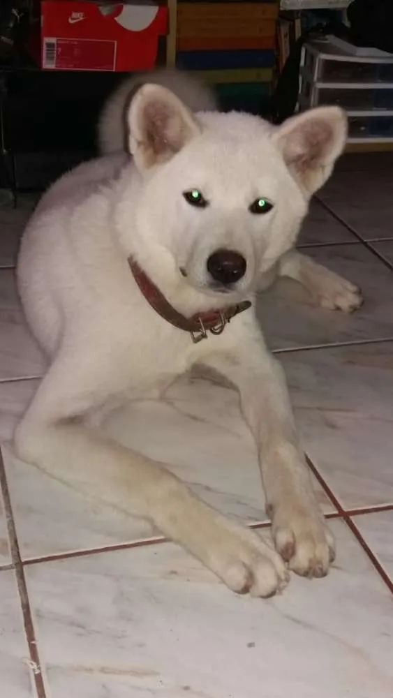 Cachorro ra a Akita idade 1 ano nome Eight