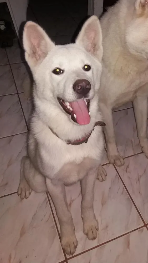 Cachorro ra a Akita idade 1 ano nome Eight