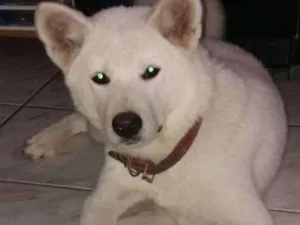 Cachorro raça Akita idade 1 ano nome Eight