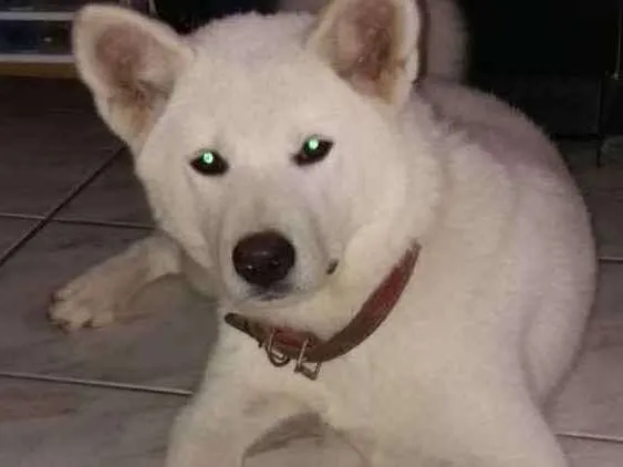 Cachorro ra a Akita idade 1 ano nome Eight