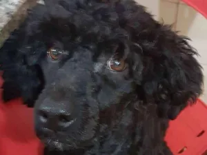 Cachorro raça Srd mix poodle  idade 2 anos nome Lucky 