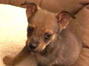 Cachorro ra a SRD idade Abaixo de 2 meses nome Filhotinhos