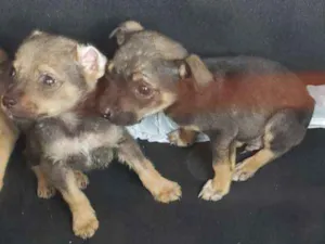 Cachorro raça Não Definida idade 2 a 6 meses nome ND