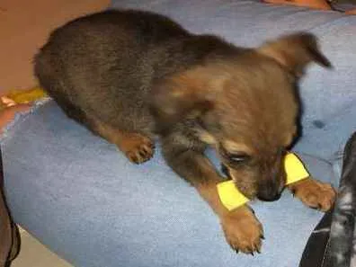 Cachorro ra a SRD idade Abaixo de 2 meses nome Filhotinhos