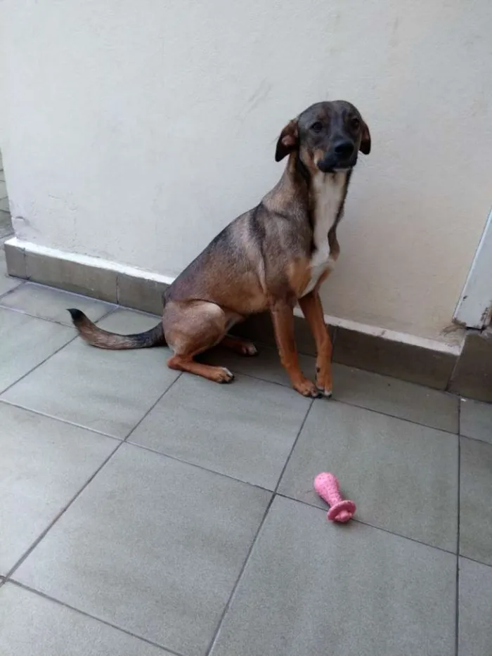 Cachorro ra a SRD idade 1 ano nome Lica