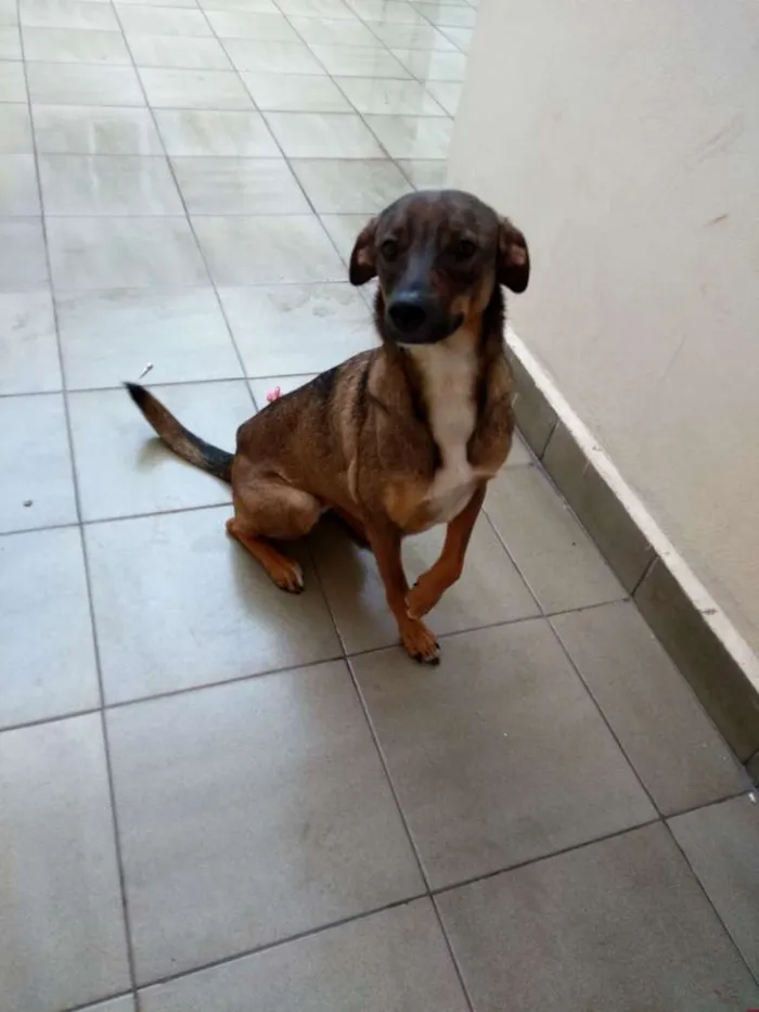 Cachorro ra a SRD idade 1 ano nome Lica