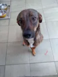 Lica