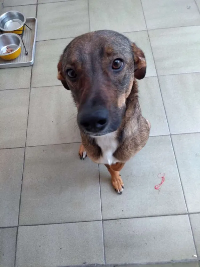 Cachorro ra a SRD idade 1 ano nome Lica
