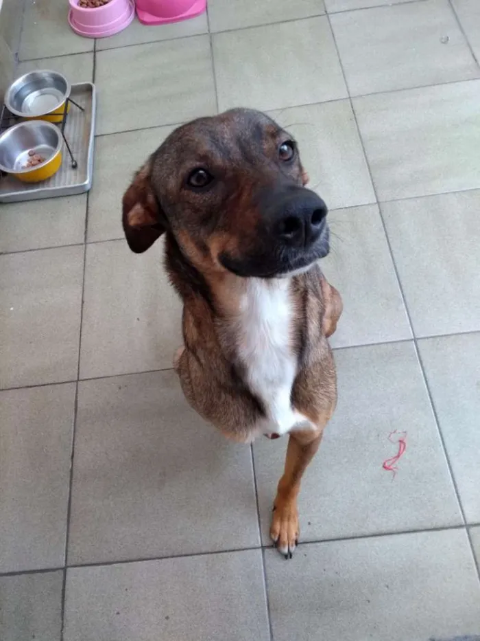 Cachorro ra a SRD idade 1 ano nome Lica