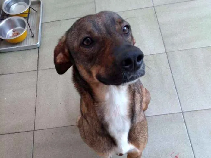 Cachorro ra a SRD idade 1 ano nome Lica
