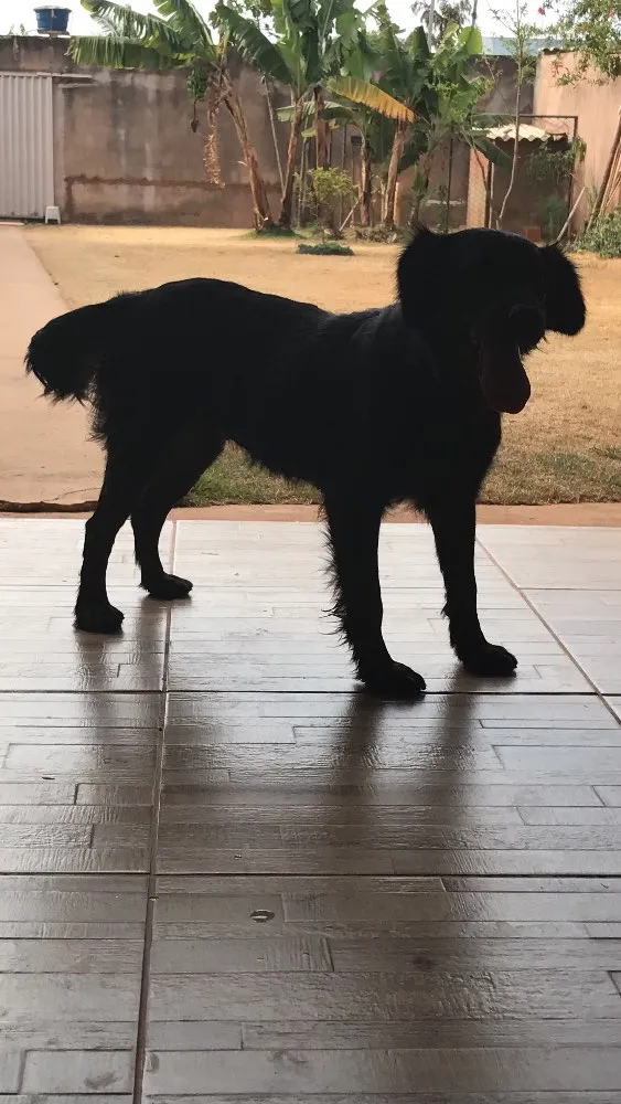 Cachorro raça Pastor com vira lata  idade 2 anos nome Lua