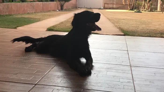 Cachorro raça Pastor com vira lata  idade 2 anos nome Lua