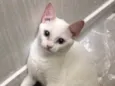 Açucena