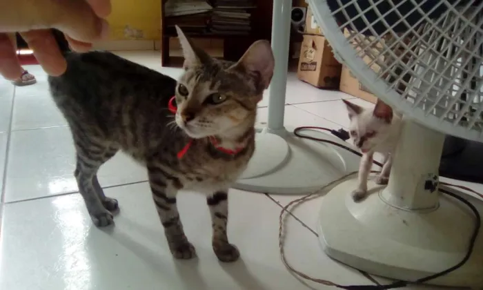 Gato raça vira lata idade 1 ano nome Morango