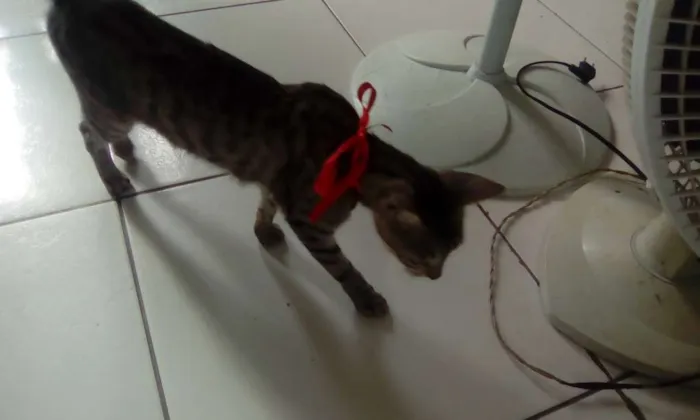 Gato raça vira lata idade 1 ano nome Morango