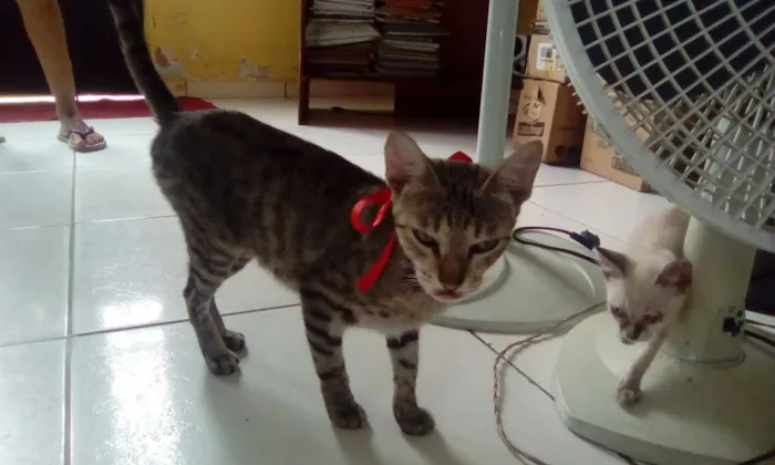 Gato raça vira lata idade 1 ano nome Morango