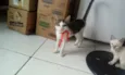 vitória